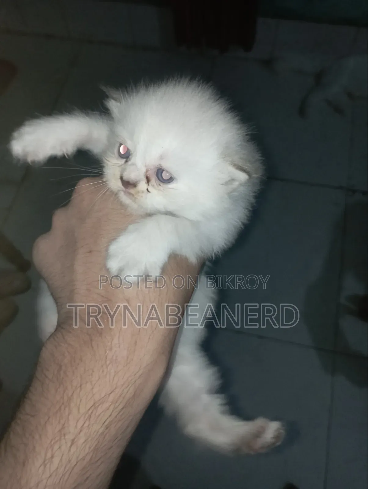 0-1 Month Female Purebred Persian