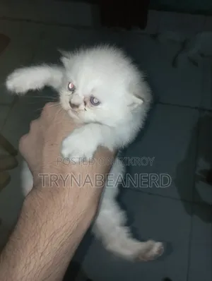 0-1 month Female Purebred Persian