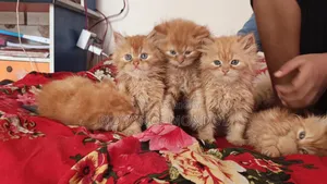 1-3 months Male Purebred Persian