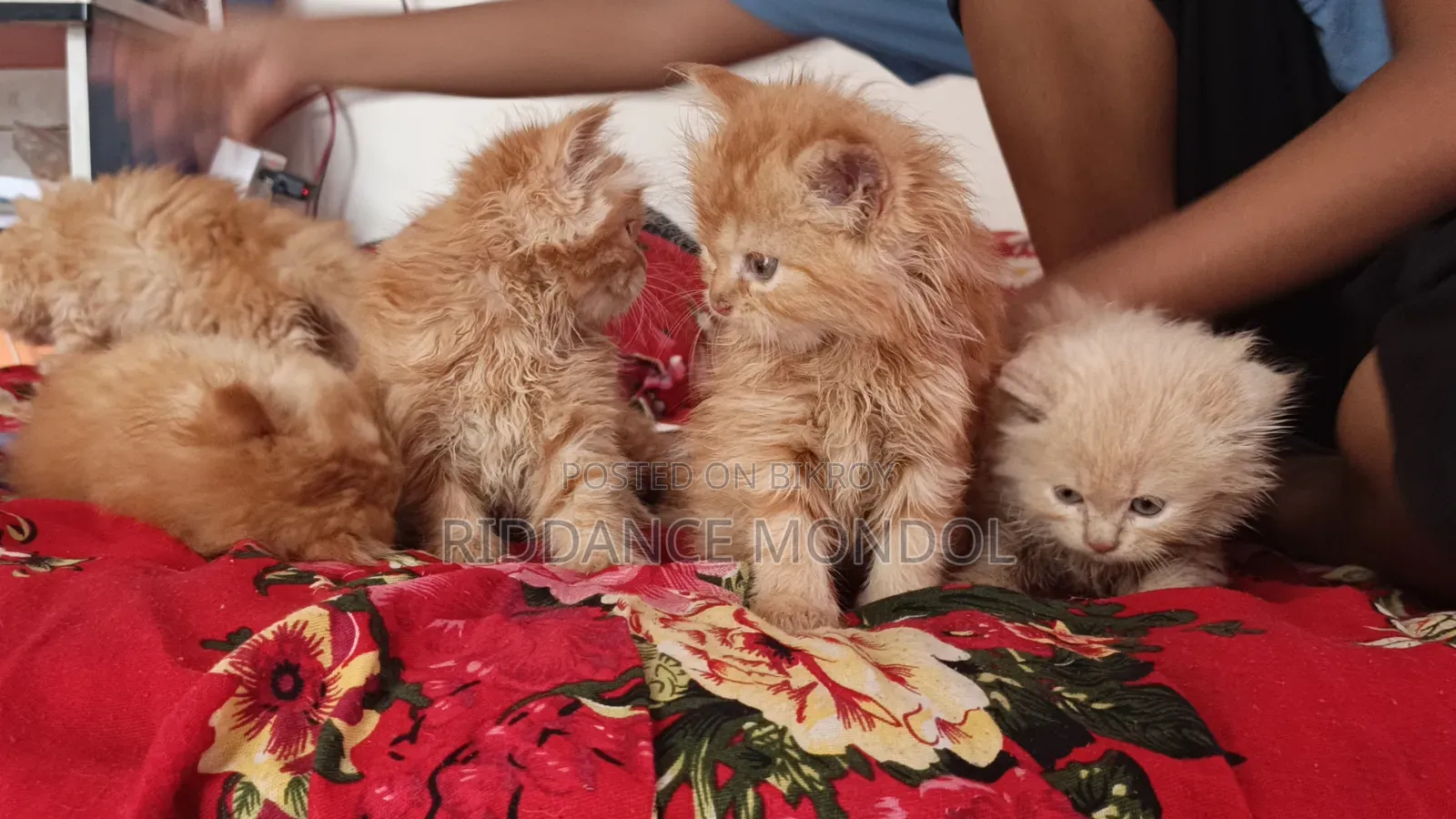 1-3 Months Male Purebred Persian