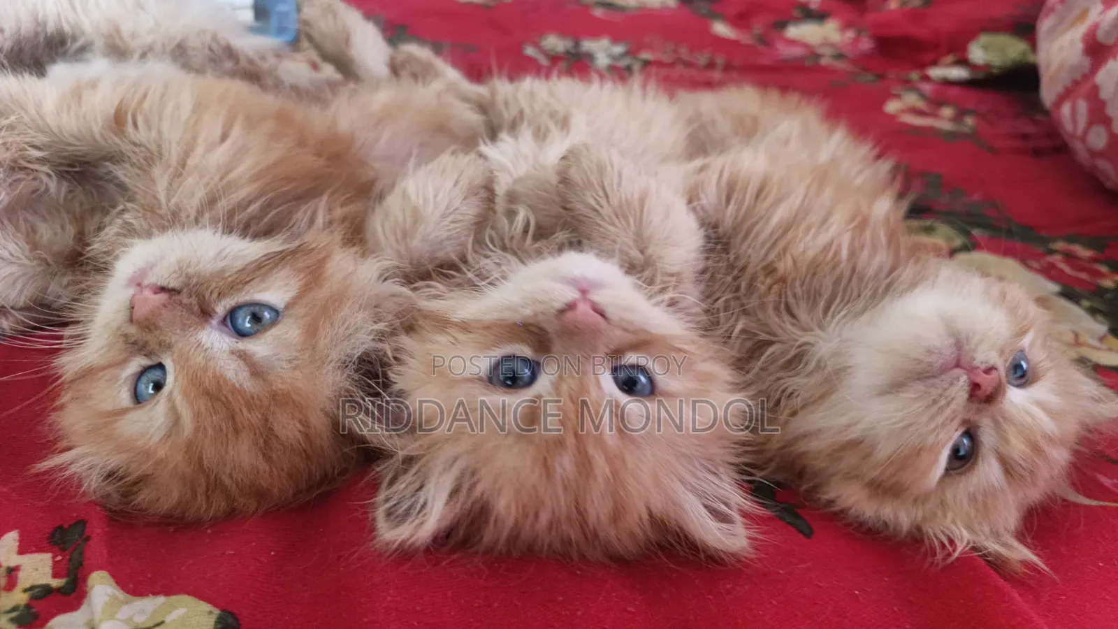 1-3 Months Male Purebred Persian