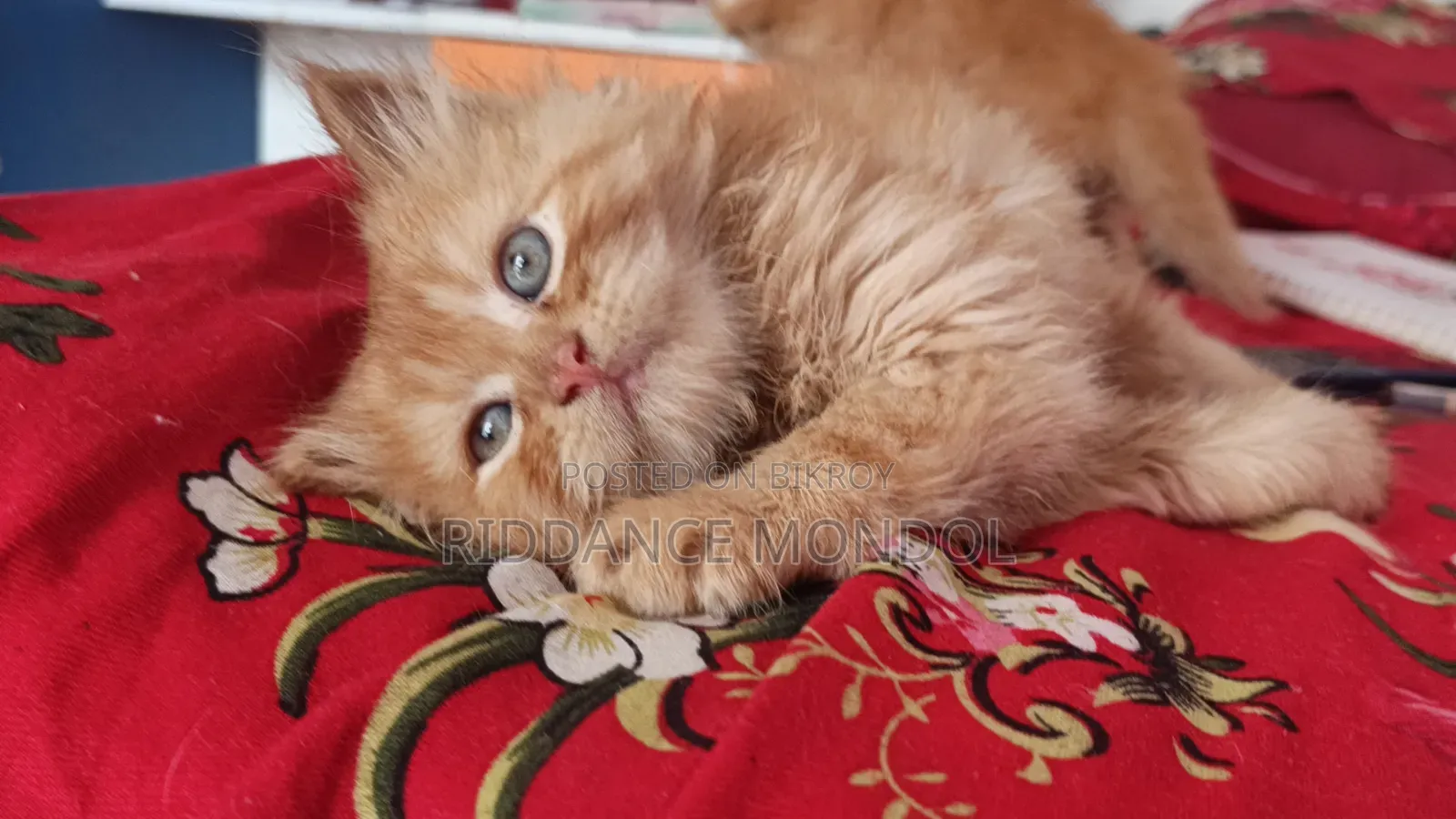 1-3 Months Male Purebred Persian