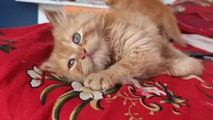 1-3 Months Male Purebred Persian