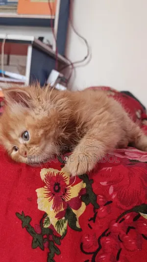 1-3 Months Male Purebred Persian