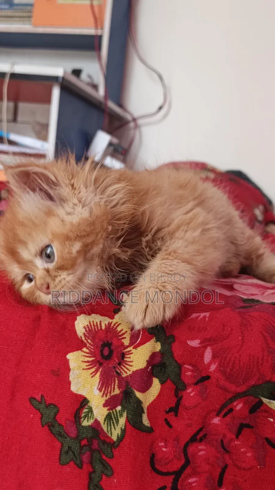 1-3 Months Male Purebred Persian