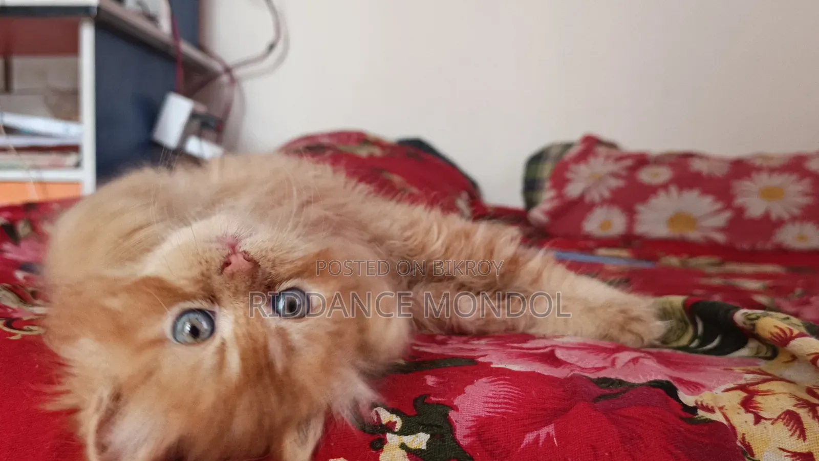 1-3 Months Male Purebred Persian