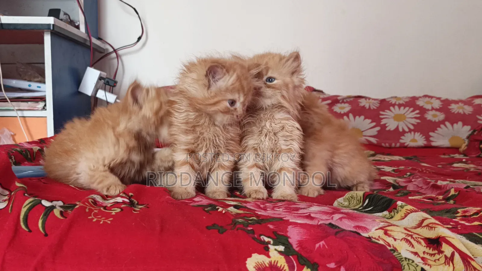 1-3 Months Male Purebred Persian