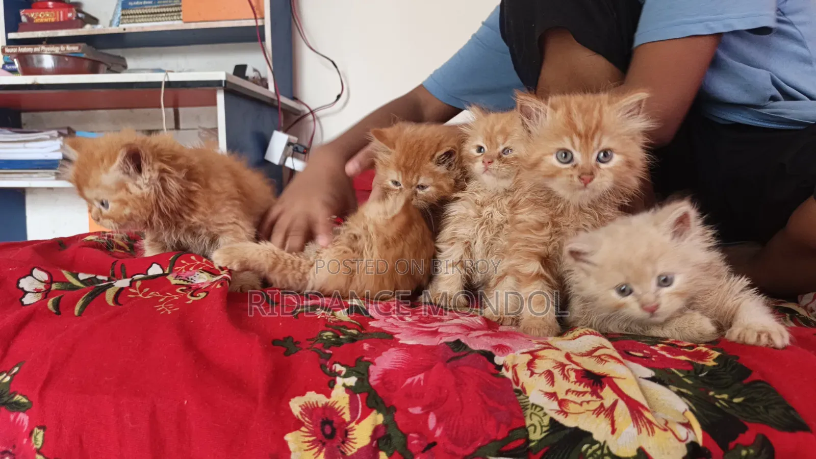 1-3 Months Male Purebred Persian