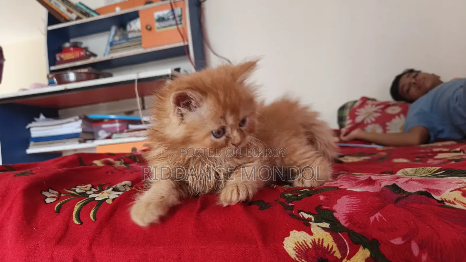 1-3 Months Male Purebred Persian