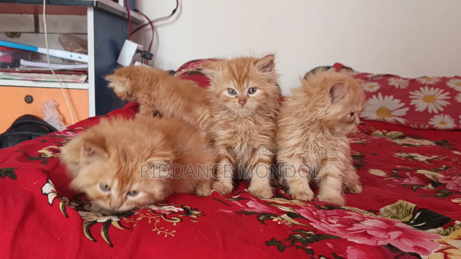 1-3 Months Male Purebred Persian