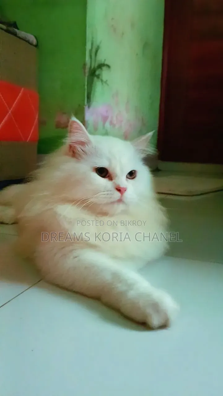 3-6 Months Male Purebred Persian
