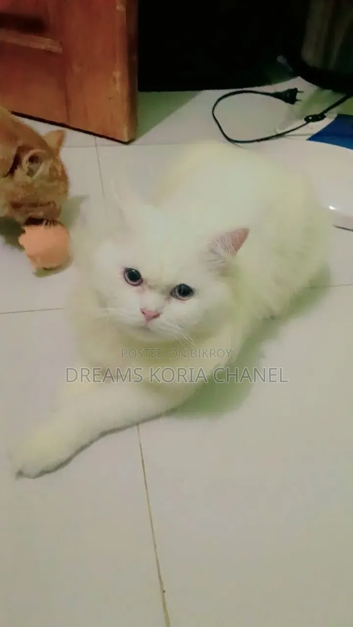 3-6 Months Male Purebred Persian