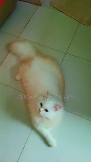 3-6 Months Male Purebred Persian