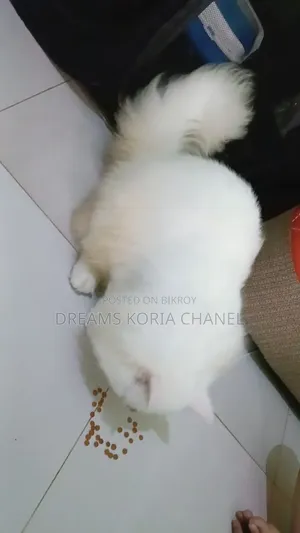 3-6 Months Male Purebred Persian