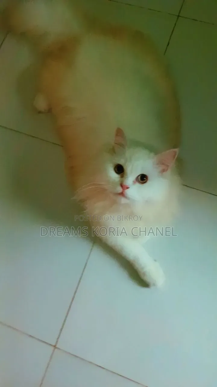 3-6 Months Male Purebred Persian