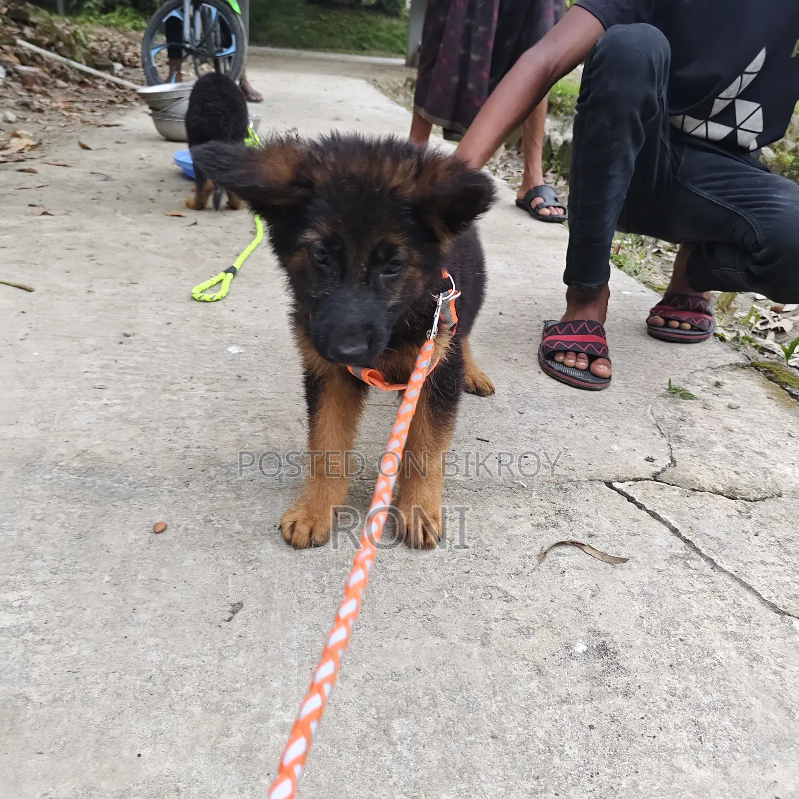 1-3 Months Male Purebred Afghan Hound