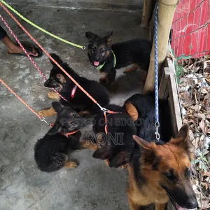 1-3 Months Male Purebred Afghan Hound