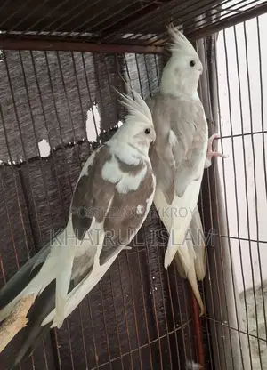 ১ জোরা ককাটিয়েল এর মাস্টার পেয়ার বিক্রি হবে