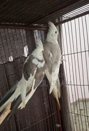 ১ জোরা ককাটিয়েল এর মাস্টার পেয়ার বিক্রি হবে