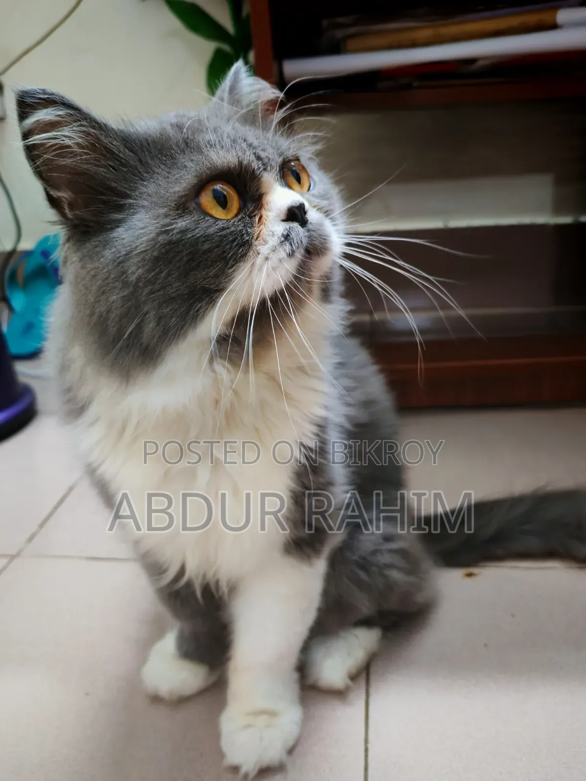 1+ Year Male Purebred Persian Cat