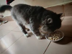 1+ Year Male Purebred Persian Cat