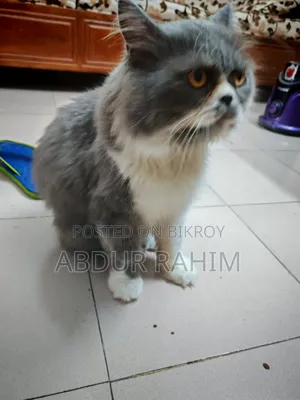1+ Year Male Purebred Persian Cat