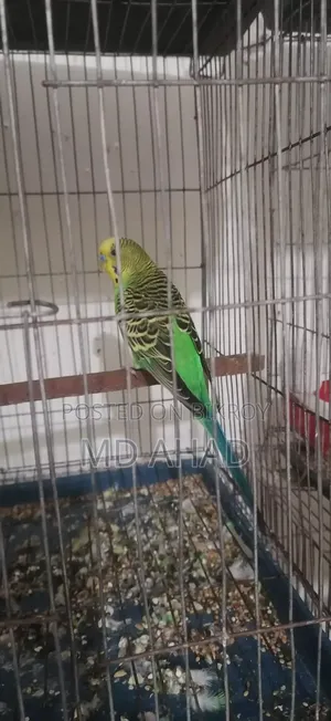 Running master pair and two single males for sale.
