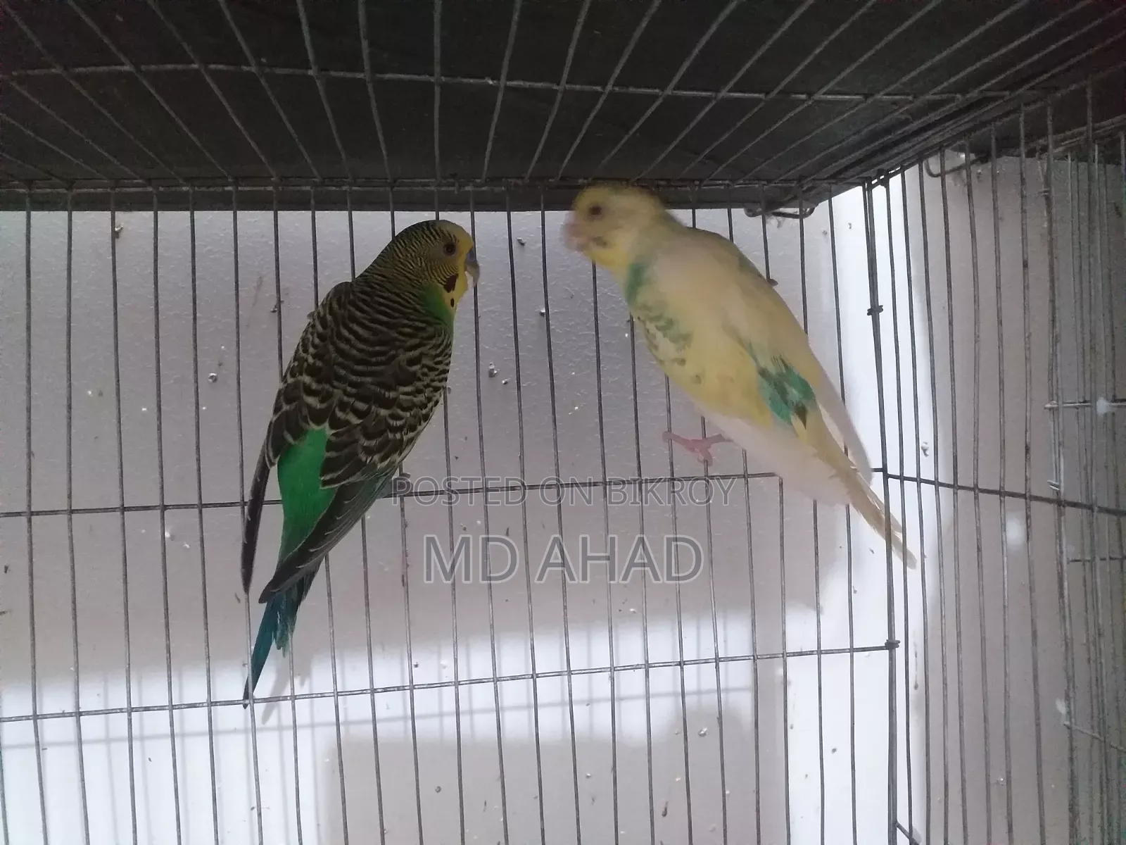 Running master pair and two single males for sale.