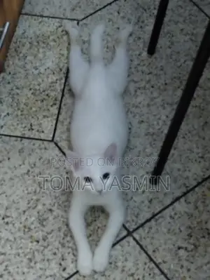 6-12 Months Female Mixed Breed Persian