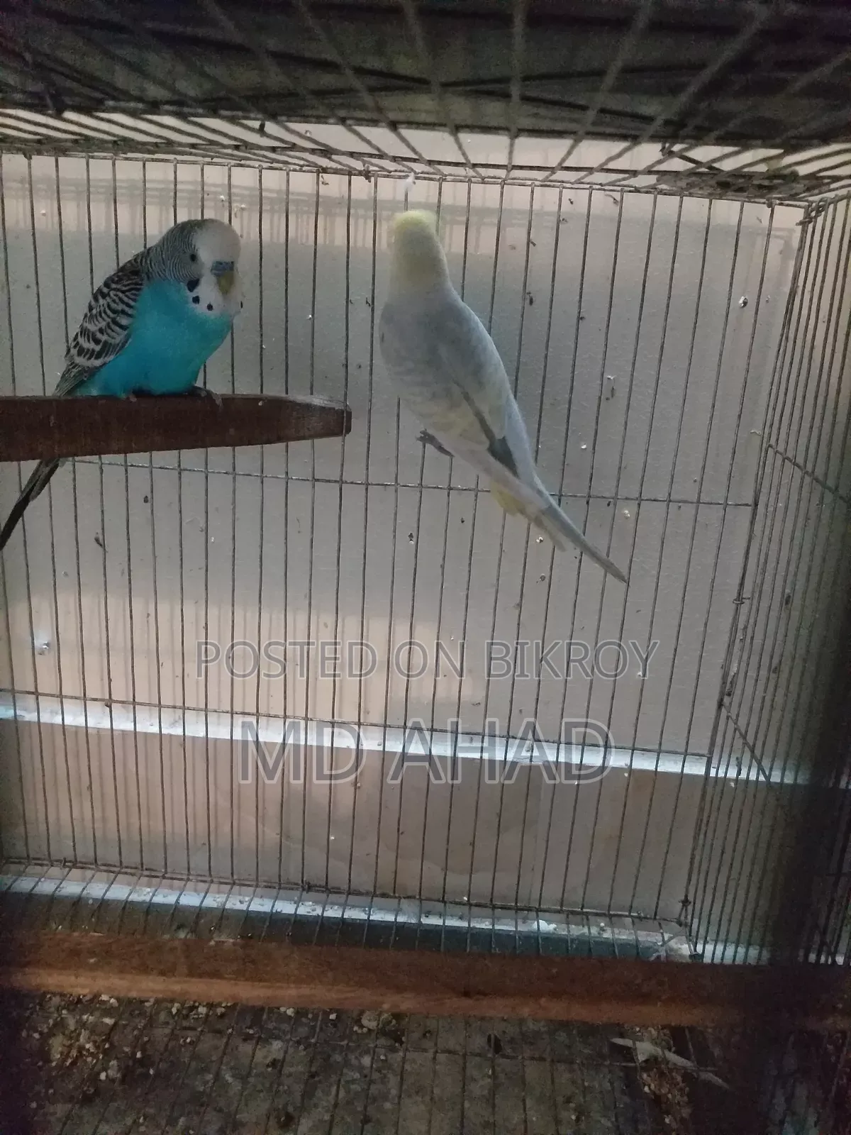 Running master pair and two single males for sale.