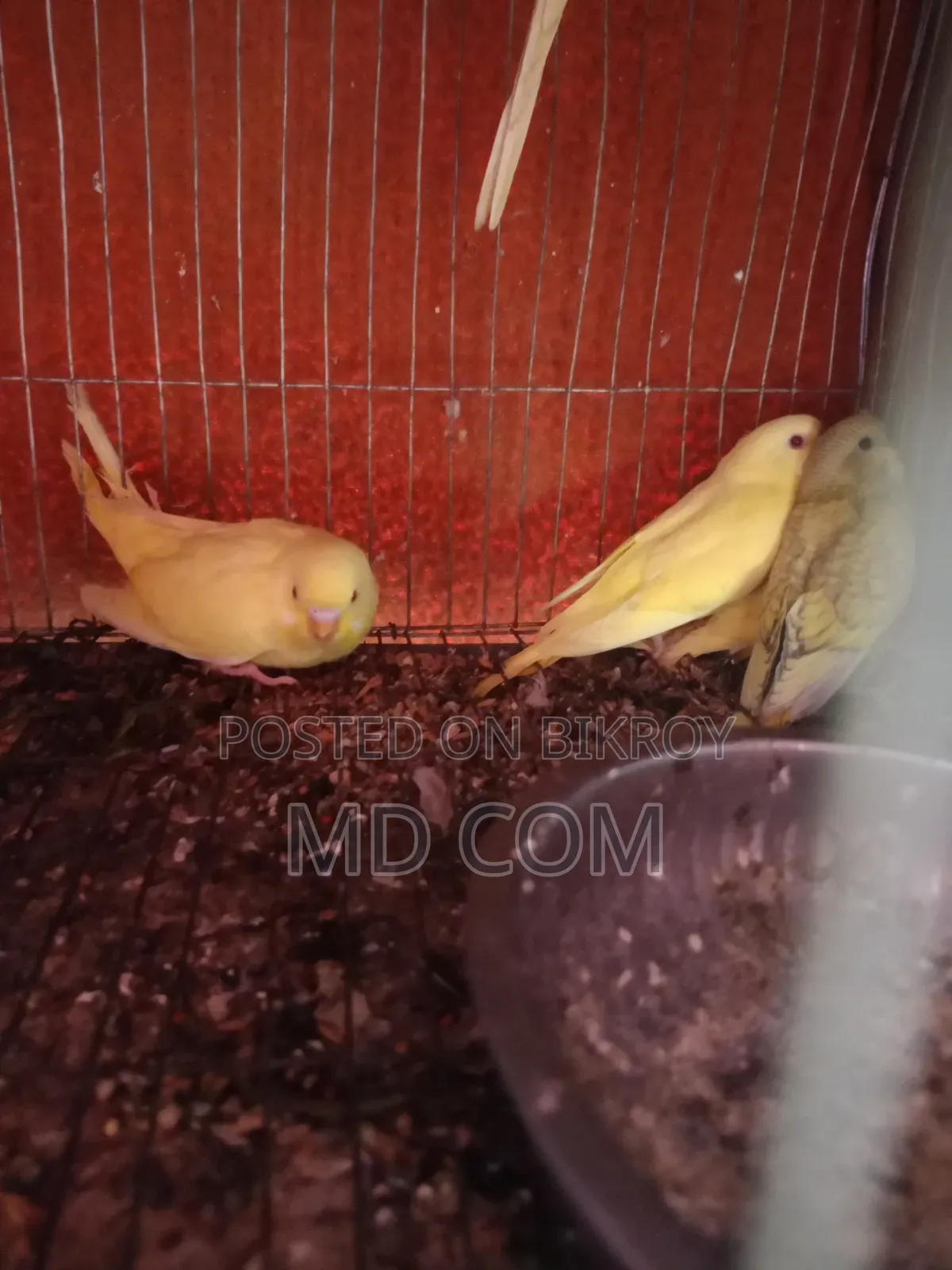 Lutino Budgie Bird Chicks