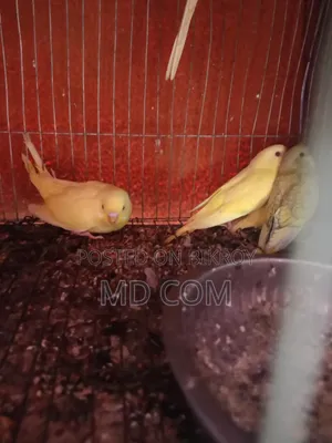 Lutino Budgie Bird Chicks
