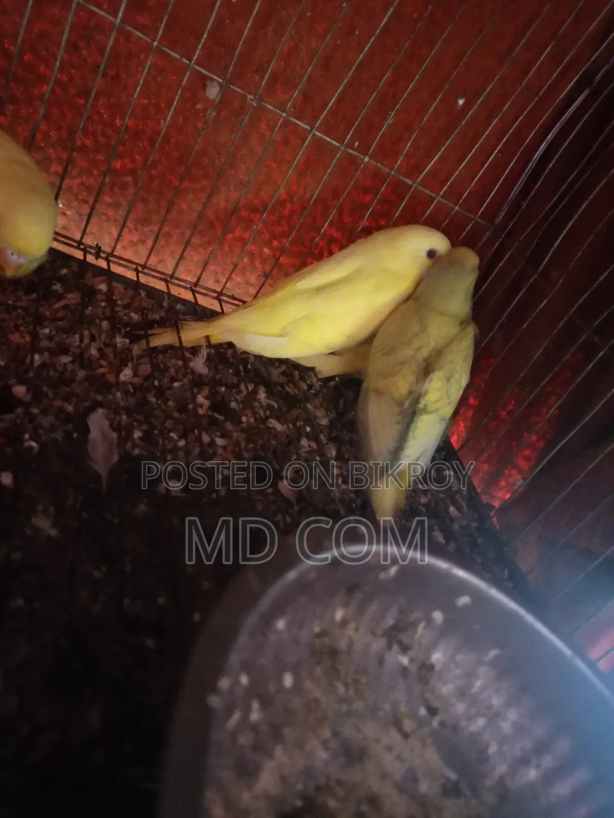 Lutino Budgie Bird Chicks