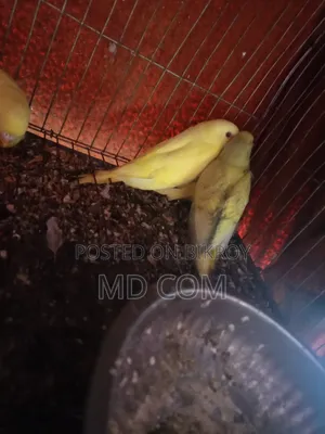 Lutino Budgie Bird Chicks