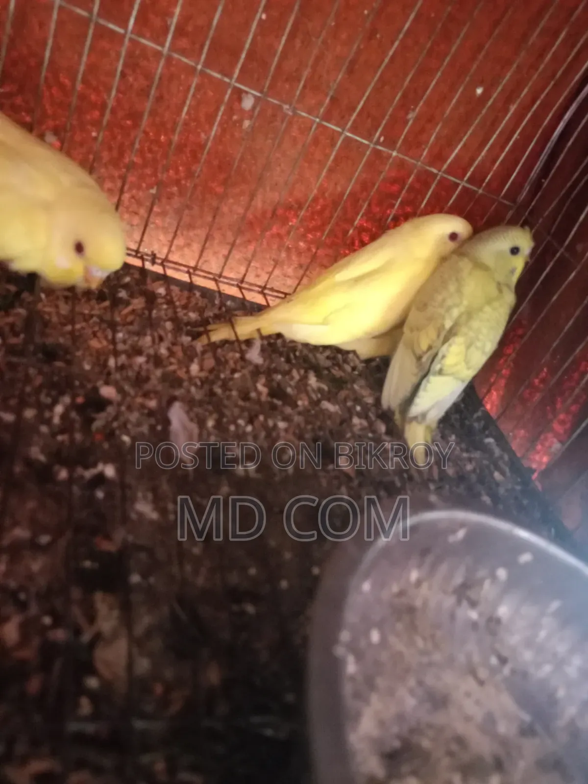 Lutino Budgie Bird Chicks