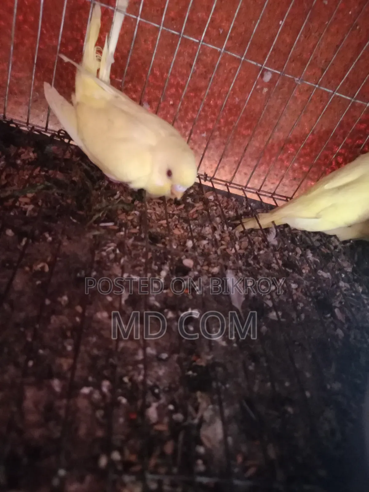 Lutino Budgie Bird Chicks