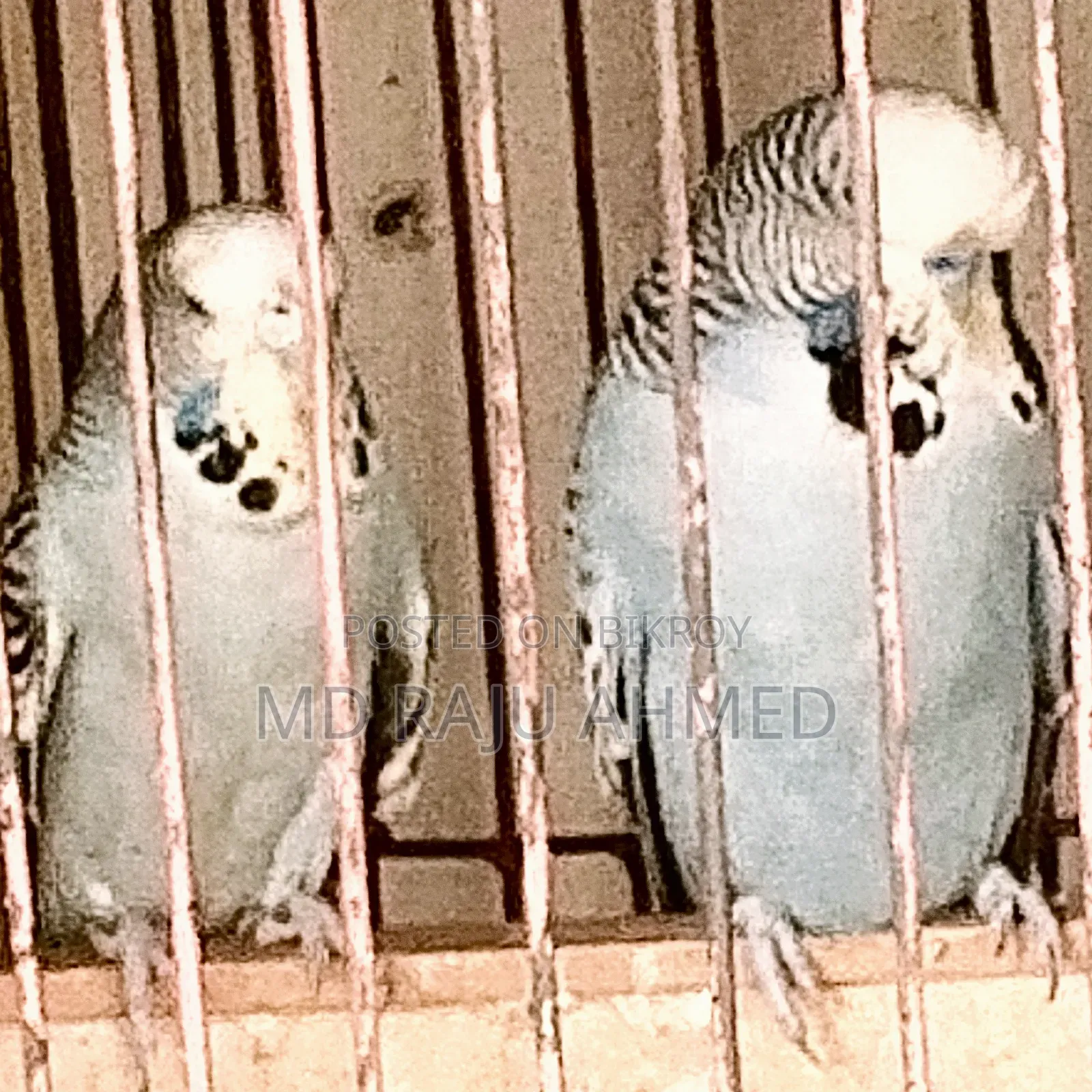 ইংলিশ বাজরিগার