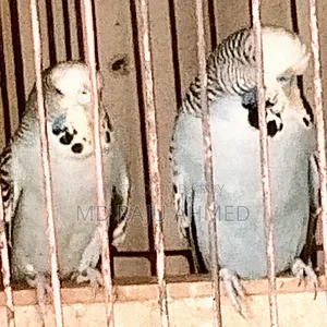 English Budgerigar
