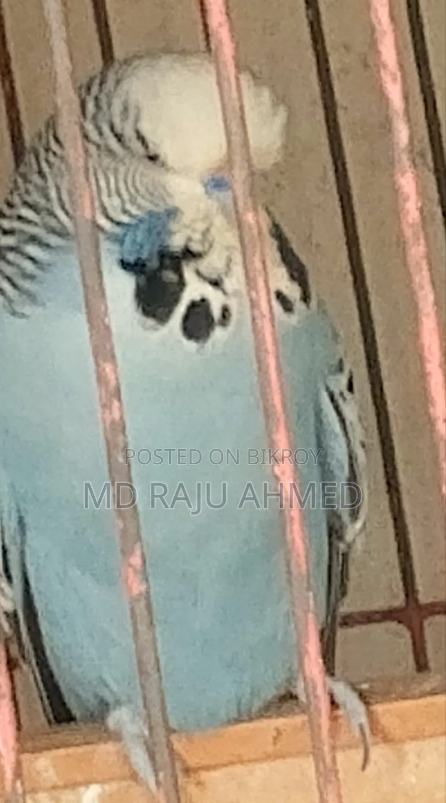 ইংলিশ বাজরিগার