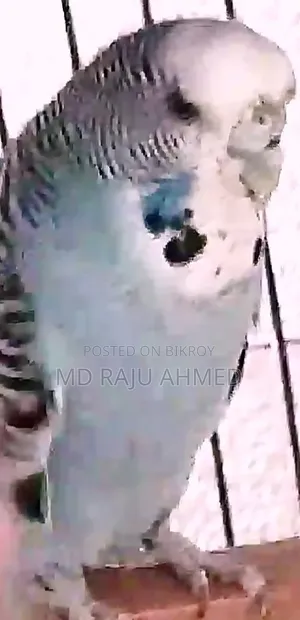 ইংলিশ বাজরিগার