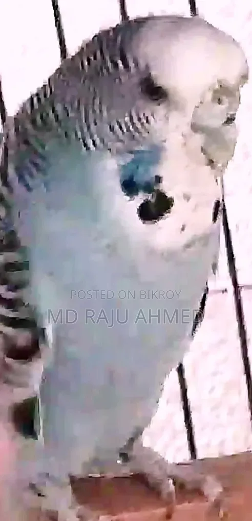 ইংলিশ বাজরিগার