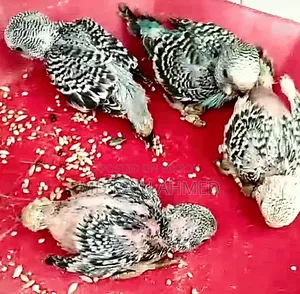 ইংলিশ বাজরিগার