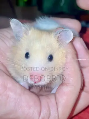 Long Haired Syrian Hamster (Hand Tamed)