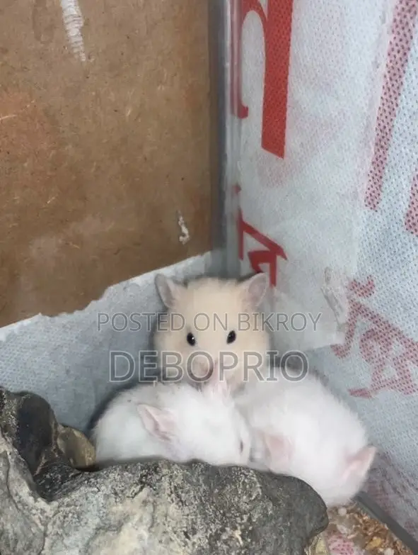 Long Haired Syrian Hamster (Hand Tamed)