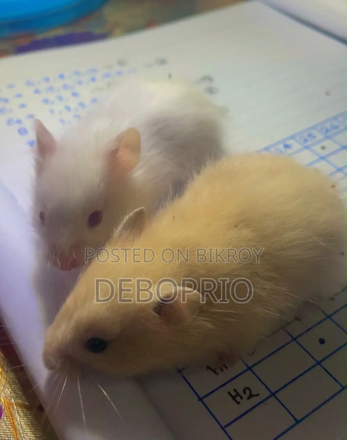 Long Haired Syrian Hamster (Hand Tamed)