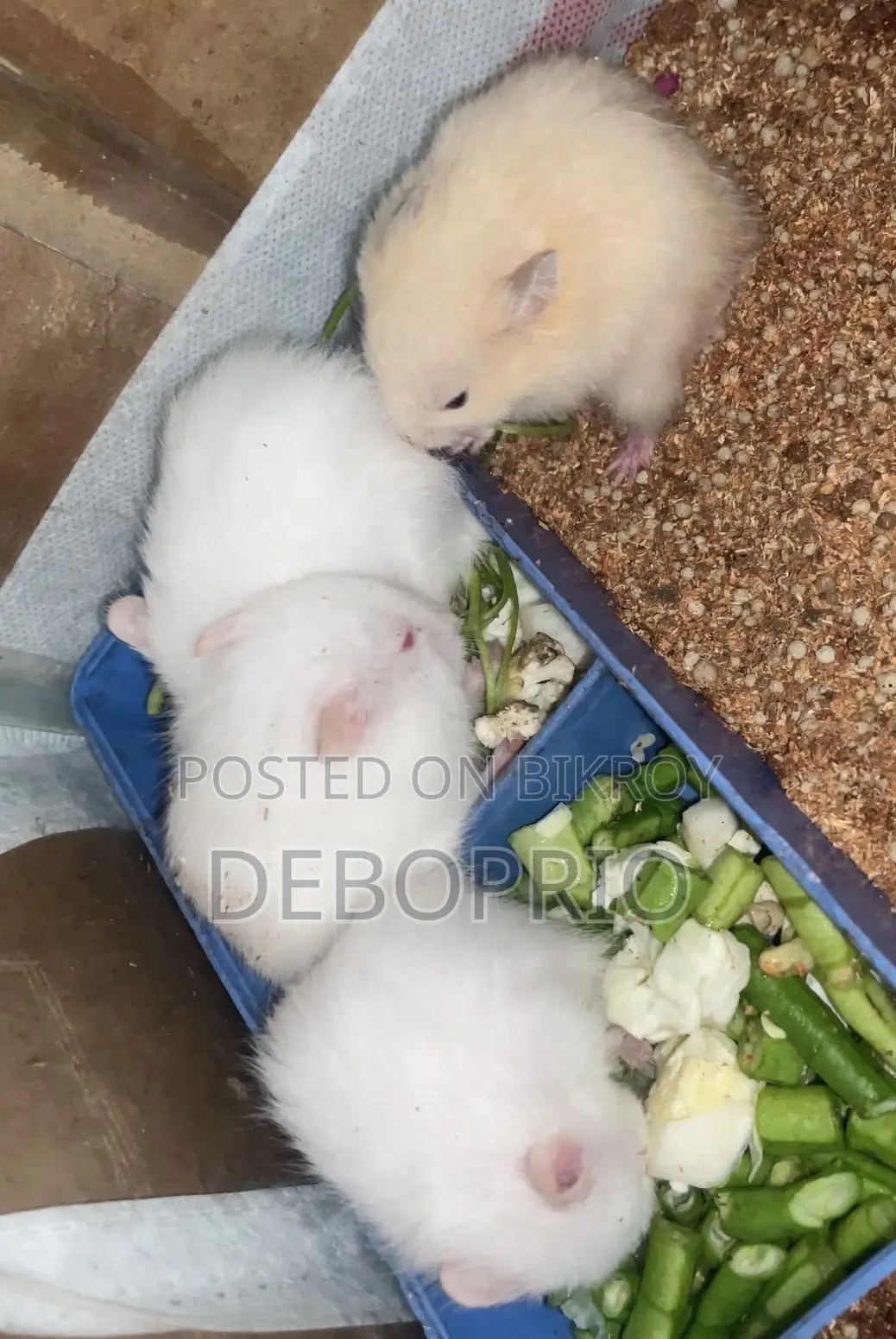 Long Haired Syrian Hamster (Hand Tamed)