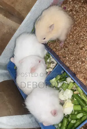 Long Haired Syrian Hamster (Hand Tamed)