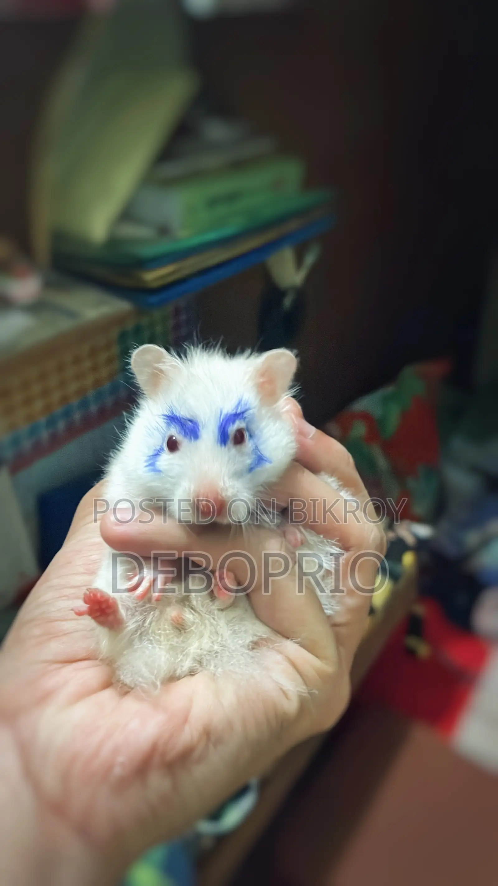 Long Haired Syrian Hamster (Hand Tamed)