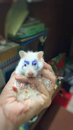 Long Haired Syrian Hamster (Hand Tamed)