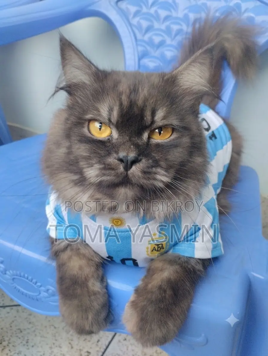 6-12 Months Male Purebred Persian